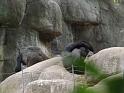 Gorilla (3)